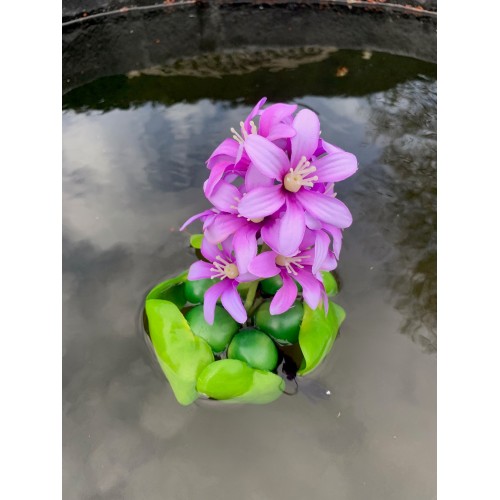 PondoHyacinth Blooming